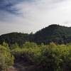 View of Twin Peaks from the Jackson Ridge Trail