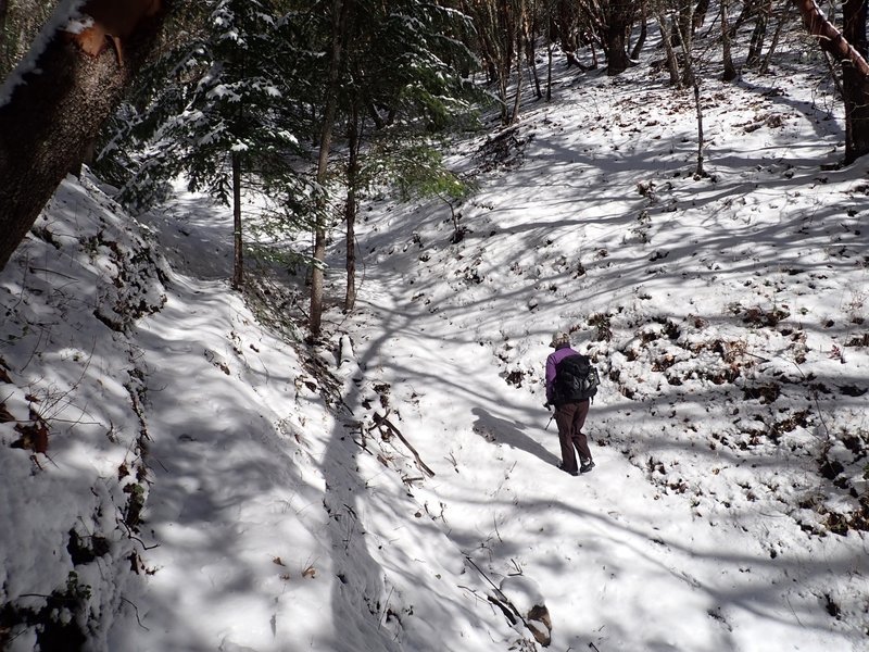 Along the Halls of Manzanita Trail in winter