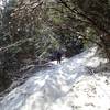 Along the Halls of Manzanita Trail in winter