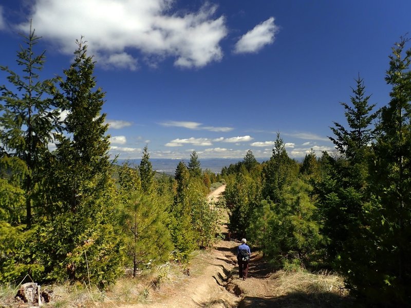 View from the Arrowhead Pass Road