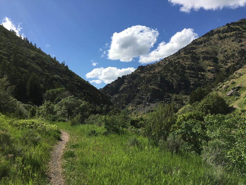 Black Smith Fork River Trail