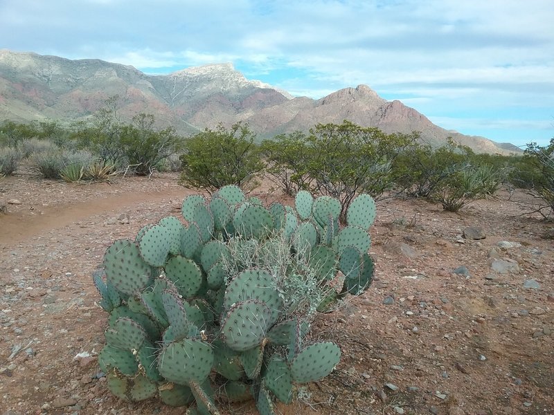 Looking west from the trail