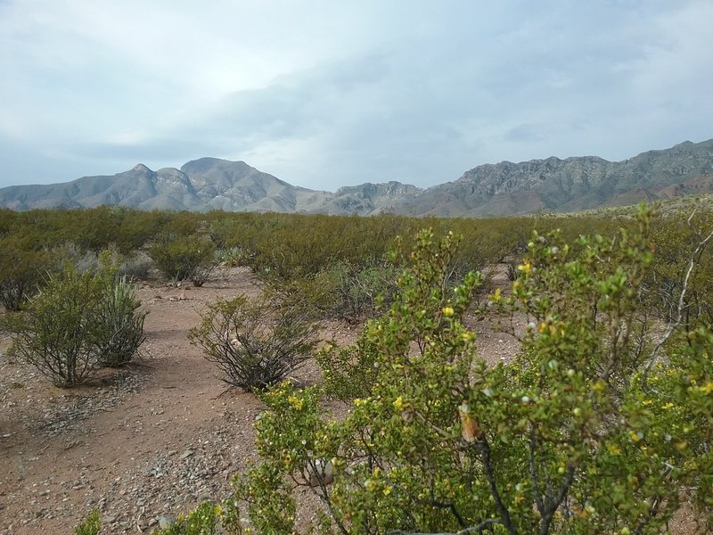 View of  Franklin Mountains from the trail