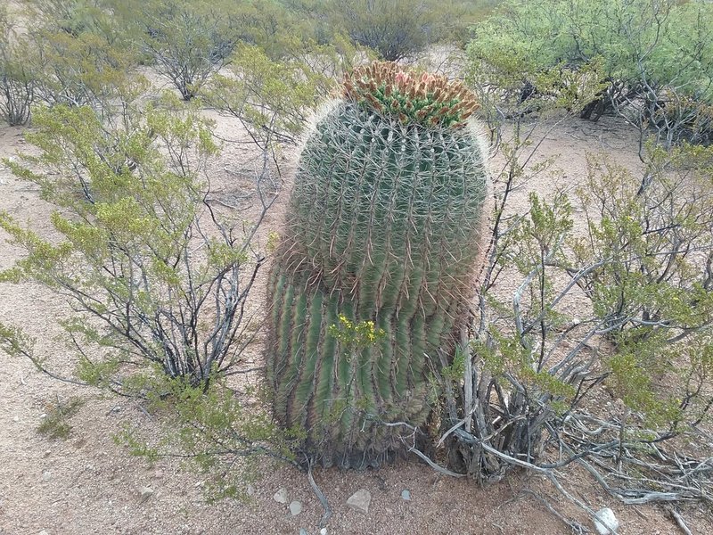 Enormous barrel cacti along the trail