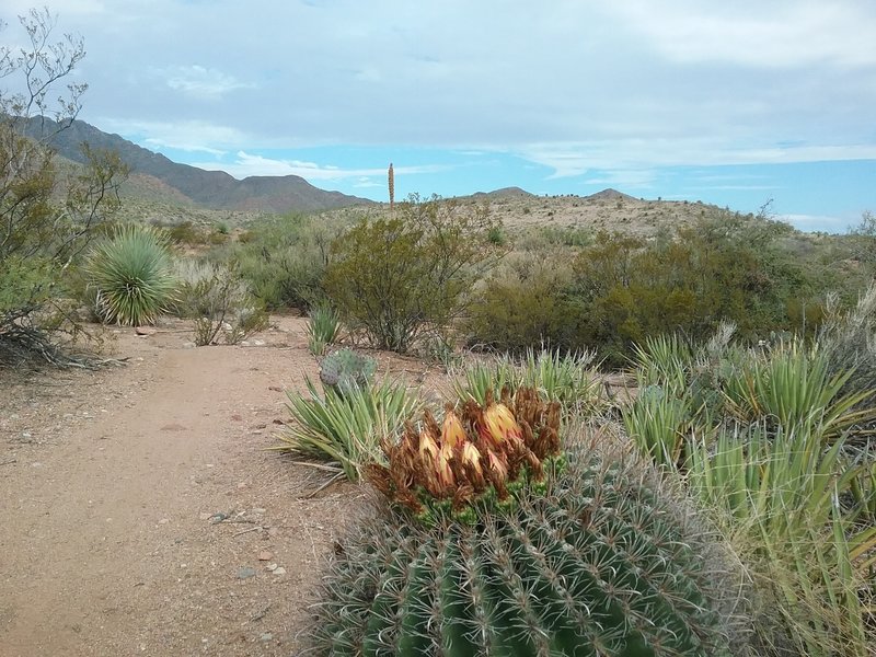 Start of the east side of the trail