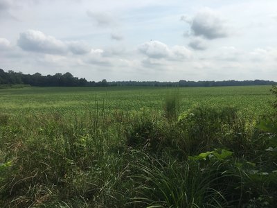View of the farm field right before you head into the pines for the final leg of this trail.