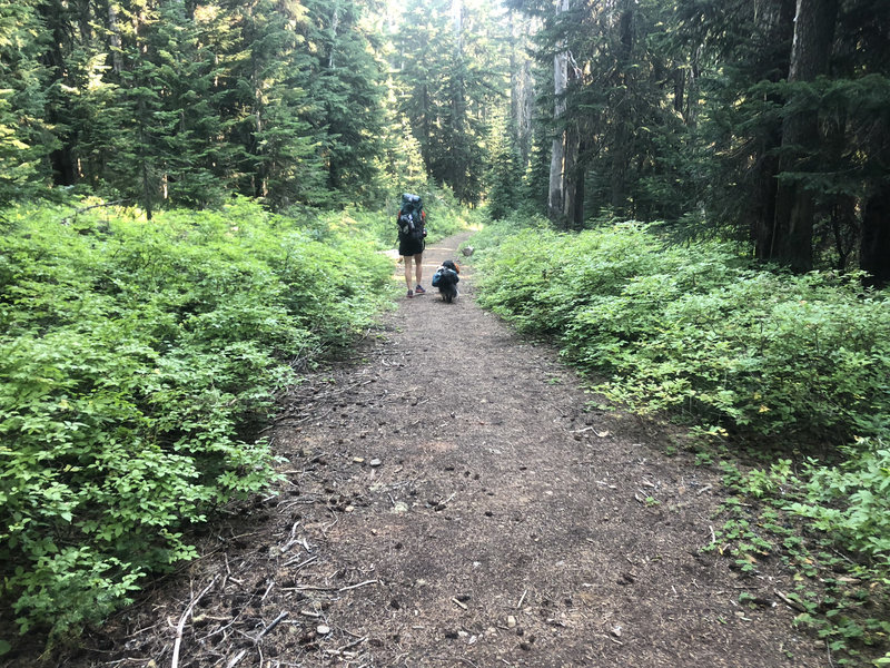 Grouse Point Trail with lots of huckleberry bushes