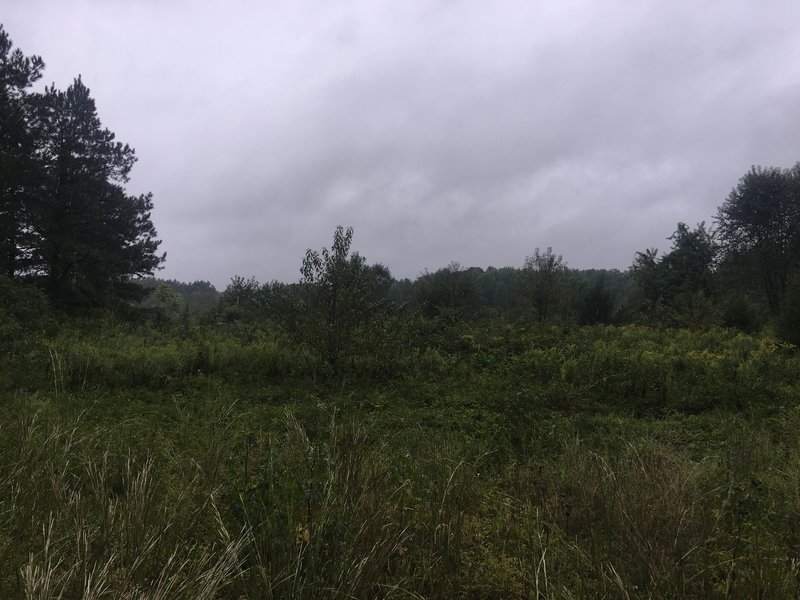 Rainy view of the meadow right before you get to the cut to the Tuckahoe Valley Trail