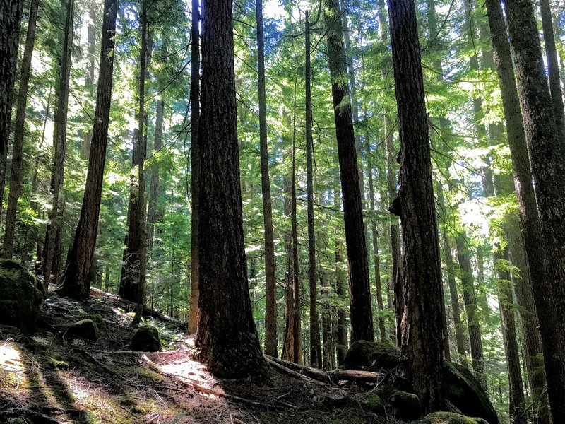 Light filters through the old-growth fir trees