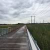 On the boardwalk in the marsh