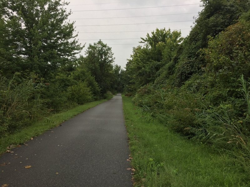 A wooded section of the Jack A. Markell Trail