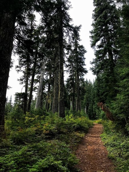 Looking uphill at the beginning of the trail