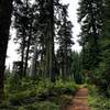 Looking uphill at the beginning of the trail