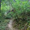 Thick vegetation along the Jackson Creek Nature Trail