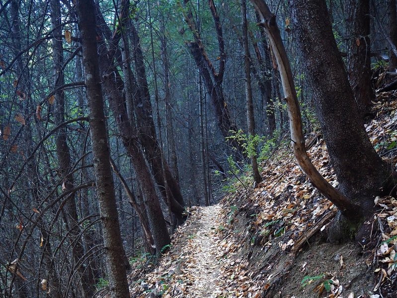 Climbing Sofie's Trail