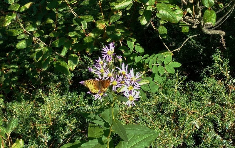 Fritillary butterfly among the asters of Dorothy, Christine and Virl Lakes Trail.