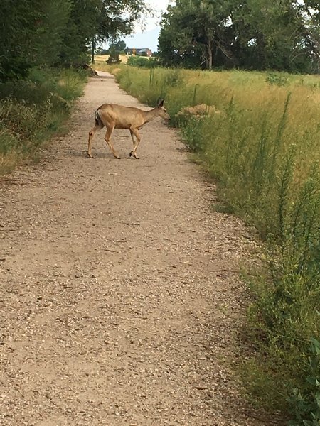 Lots of urban wildlife out and about, especially near dawn and dusk.