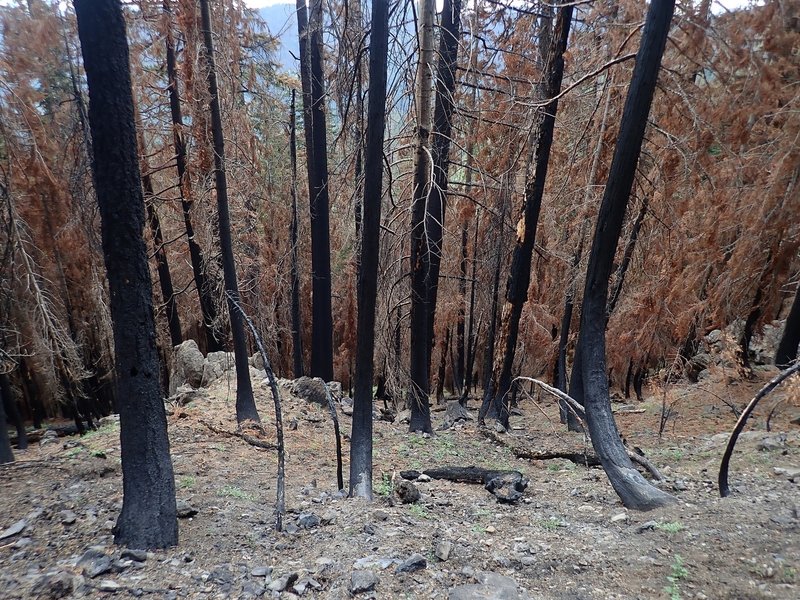 The trail passes through damage from a 2017 wildfire