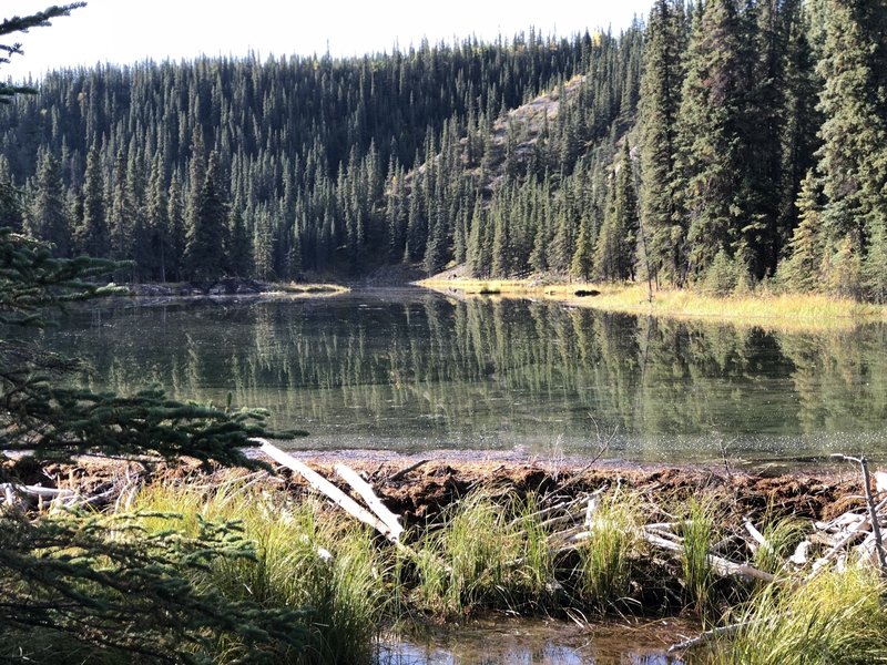 Beaver Dam at Horseshoe Lake Traial, Denali