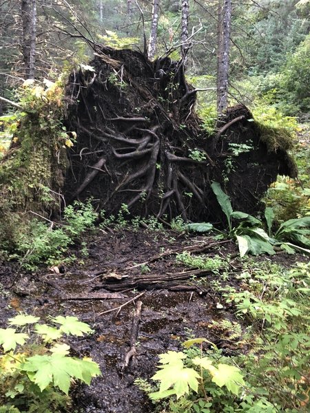 After coming out of the .41 loop, you can enter the backside of the .3 loop and get some awesome views of some felled trees!