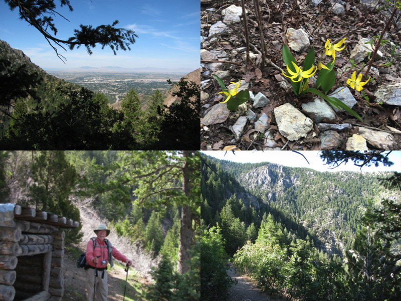 Beautiful views and flowers on Indian Trail.  Lean to at the top of the trail to get out of the elements if necessary.