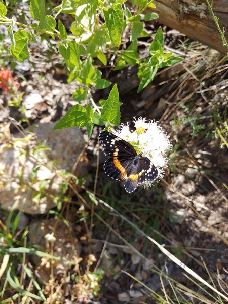 You could tell we were near the Butterfly Peak Natural Area.