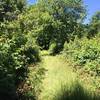 Bramley Summit Trail descent