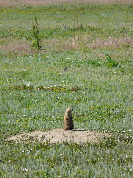 Prairie Dog