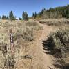 End of the Second Fork Rock Creek Trail, when it connects with ATV trail #171B at the top of Second Fork Canyon.