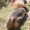 Point Kean seal pups