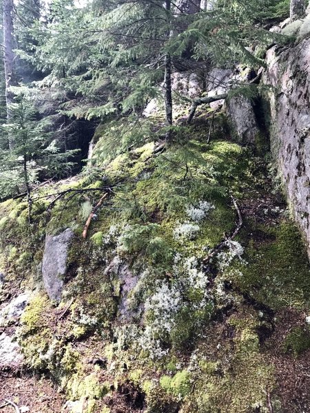 Along Valley Trail in Boreal forest