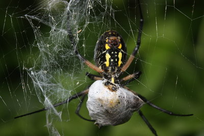 Yellow argiope