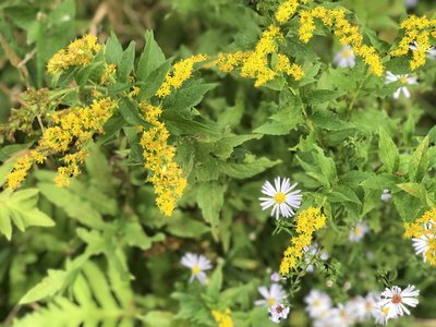 Wildflowers on the ski trail!