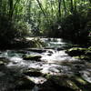 South Fork Citico Creek