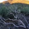 This area was subject to fire a few years ago. Although there are few large trees remaining, the snags can be quite beautiful.