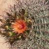 Barrel cactus in bloom