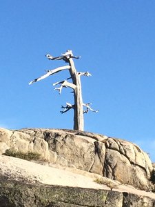 Dead Tree Looking Cool