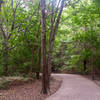 A comfortable bench neatly placed in the forest adorns the trail.