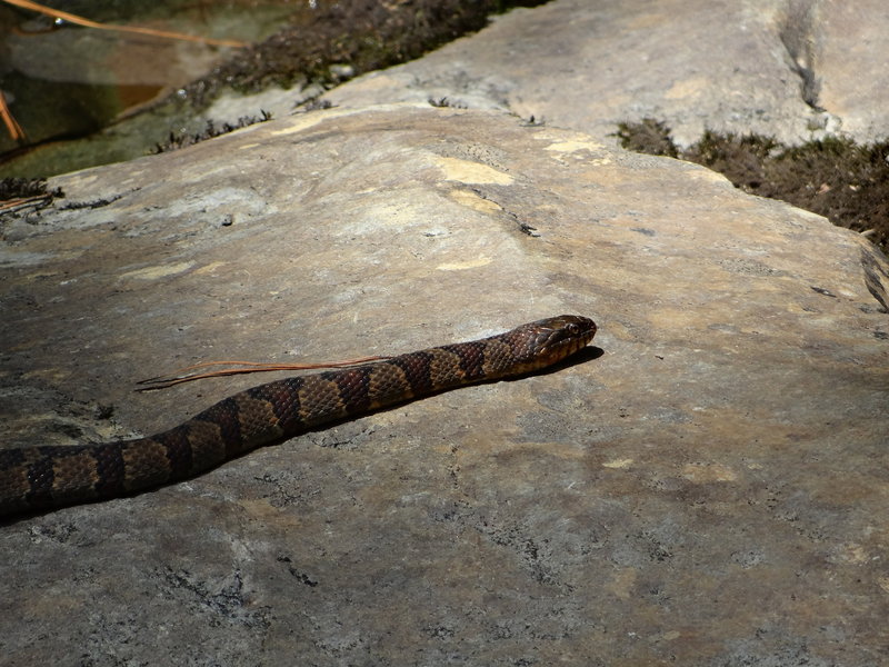 Copperhead on the Silent Trail.