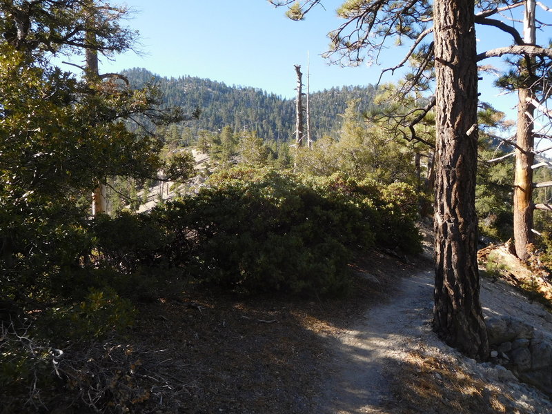 Twin Peaks Saddle Trail on the descent from Mt. Waterman.