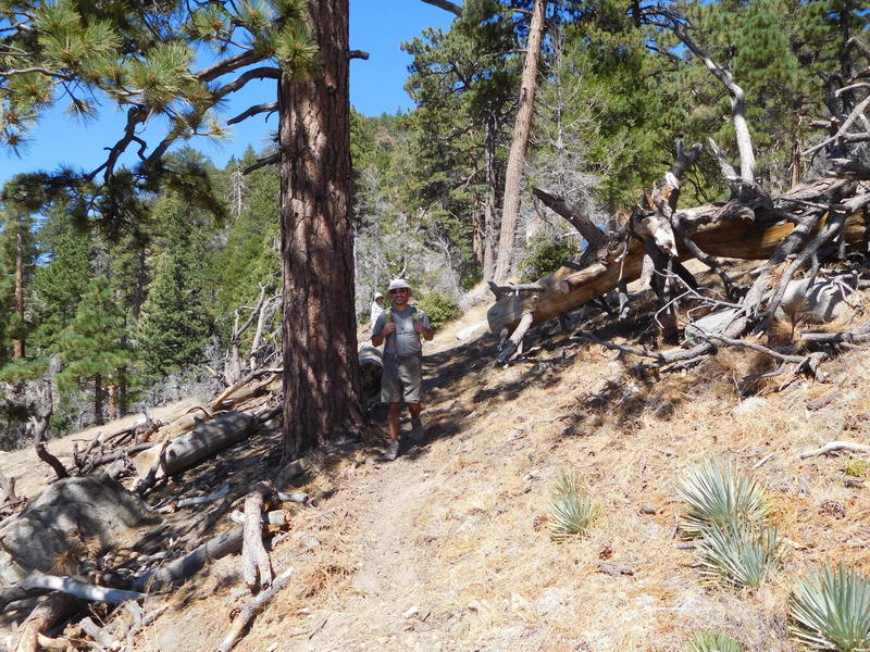 Hiker enjoying recently cleared section of Twin Peaks trail.