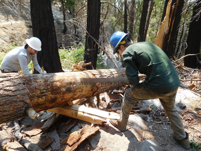 Volunteers clearing trees on Twin Peaks Trail near the spring.