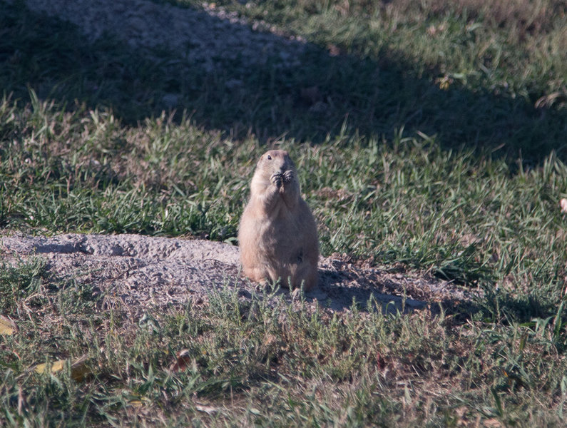 Prairie dog outside his burrow.