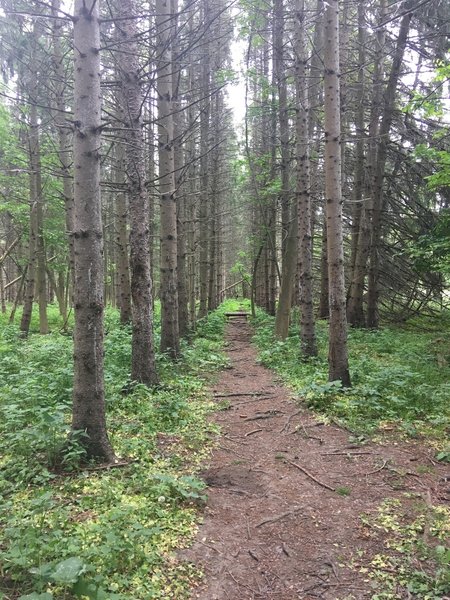 Section of the trail which goes through spruce forest