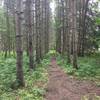 Section of the trail which goes through spruce forest