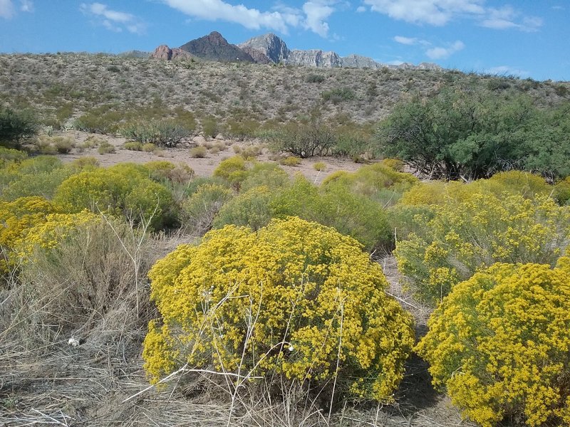 Snake weed and Franklin Mountains.