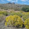 Snake weed and Franklin Mountains.