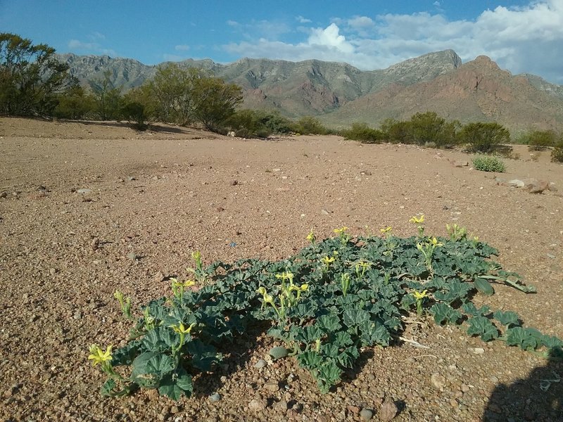 Coyote gourds and Franklin Mountains.