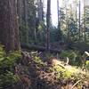 Huge section of blow downs obscuring the Kaleetan Lake Trail about 0.5 miles after Windy Lake (as of 9/25/2018).