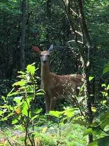 Fawn on the trail.